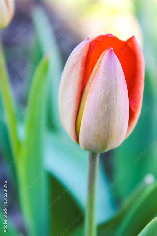 Fototapeta premium Close-up of a red Tulip bud in the garden. Warm spring day
