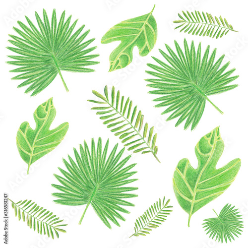 Set of tropical green leaves on white background. Hand drawn watercolor pencils illustration for template, print, decoration, design, textile, wrapping paper, greeting card, wallpaper.