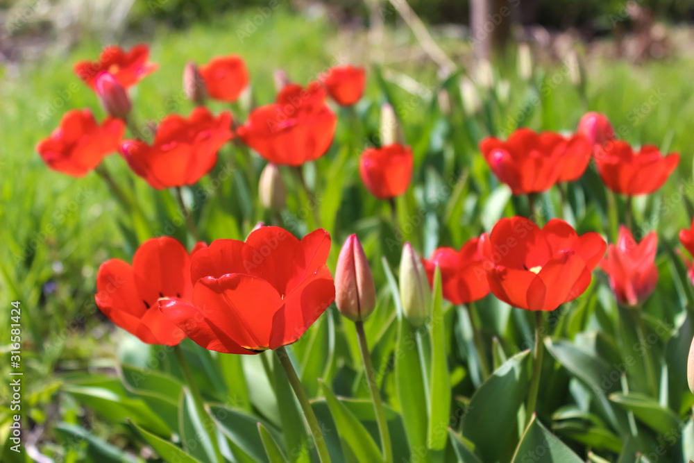 Close-up of open beautiful red Tulip buds in the garden. Warm spring day