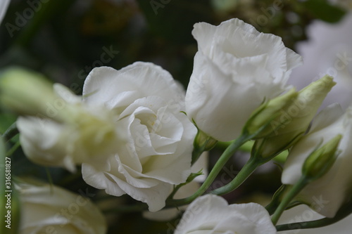 roses blanches et boutons
