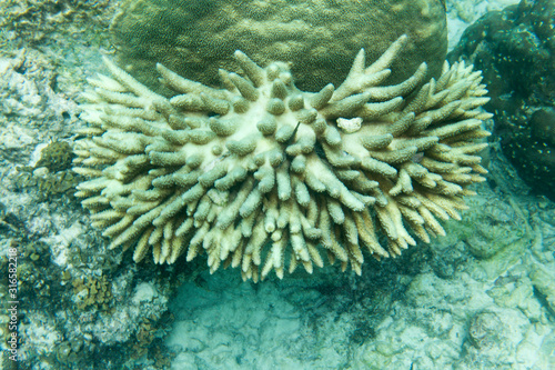 Acropora coral in the sea