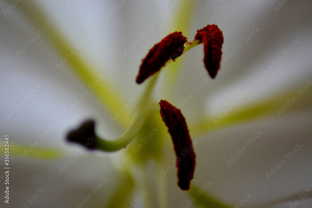 pistil de lys pistil de lys