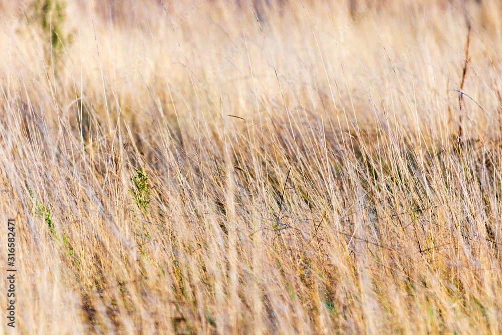 Fototapeta premium field of wheat