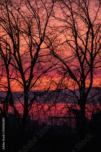 silhouette of a tree at sunset