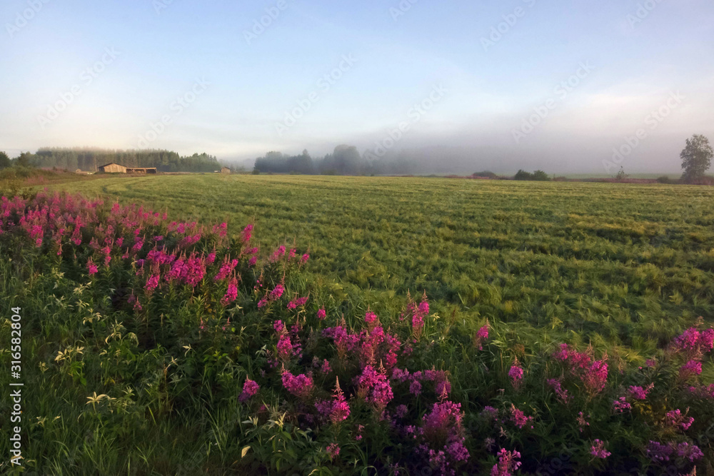foggy field landscape foggy field landscape