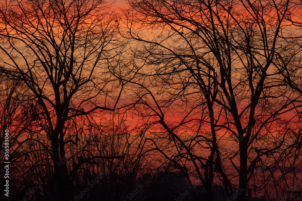 silhouette of a tree at sunset