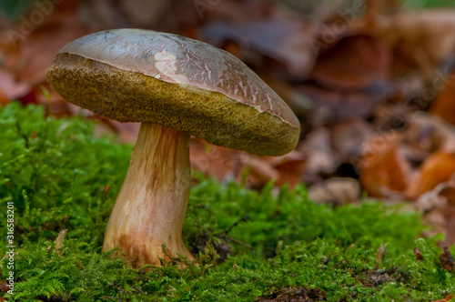 bolet pruineux - xerocomus pruinatus
