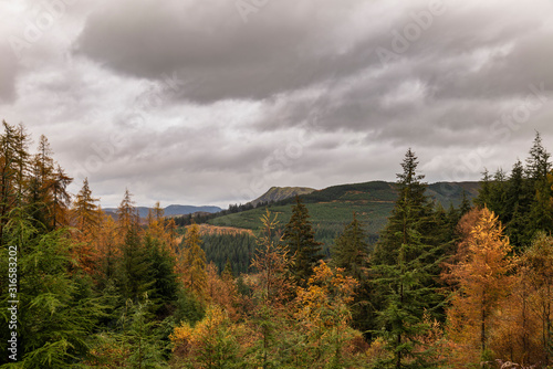 Beautiful vibrant Autumn Fall landscape of larch tree and pine tree forest in the Lake District