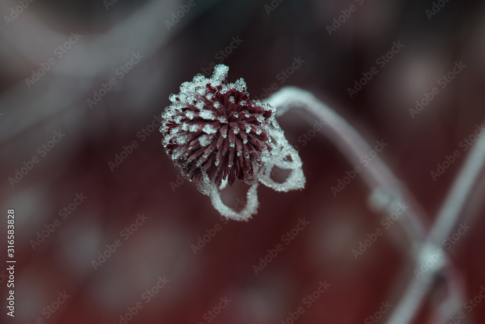 Obraz premium plants with hoarfrost. Frozen plants in winter with the hoarfrost.