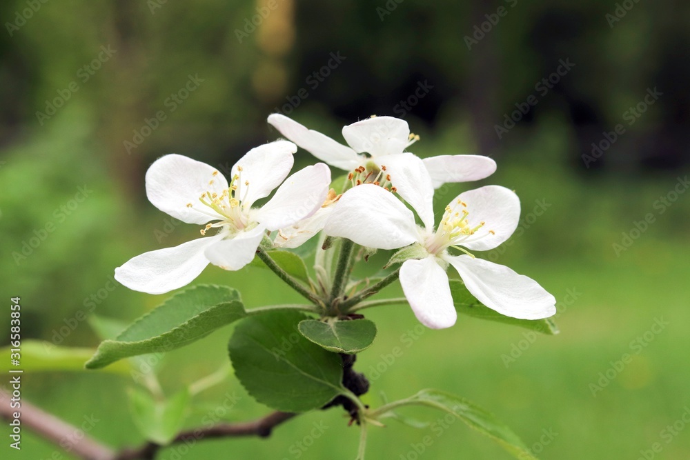 Fototapeta premium Apple tree flowers in the garden, in the park, in the natural environment, spring