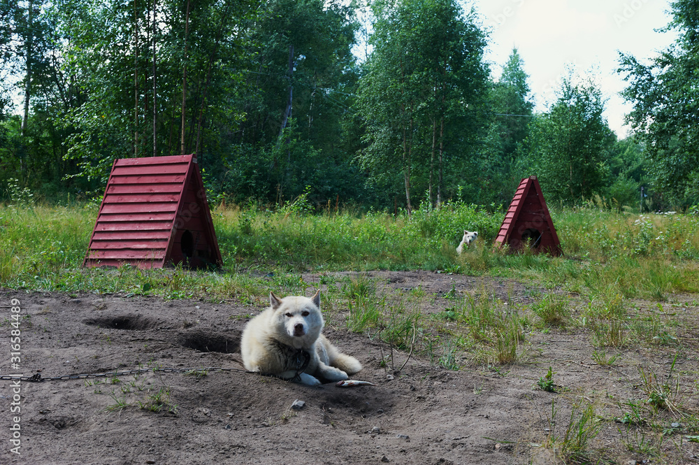 Obraz premium guard dog is sitting near the kennel. watchdog on a chain