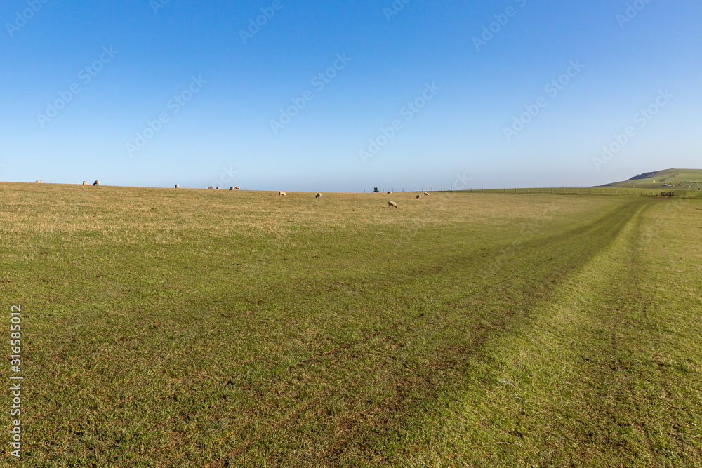 A footpath running alongside sheep grazing in the South Downs, on a sunny winters day