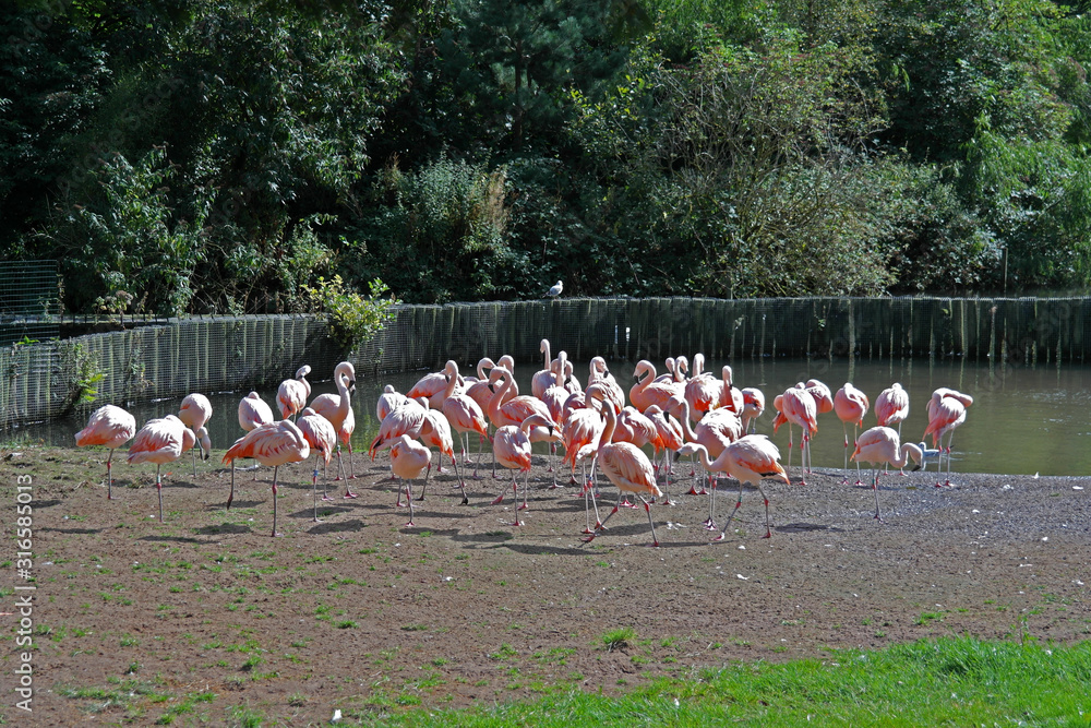 Naklejka premium Flamants rose