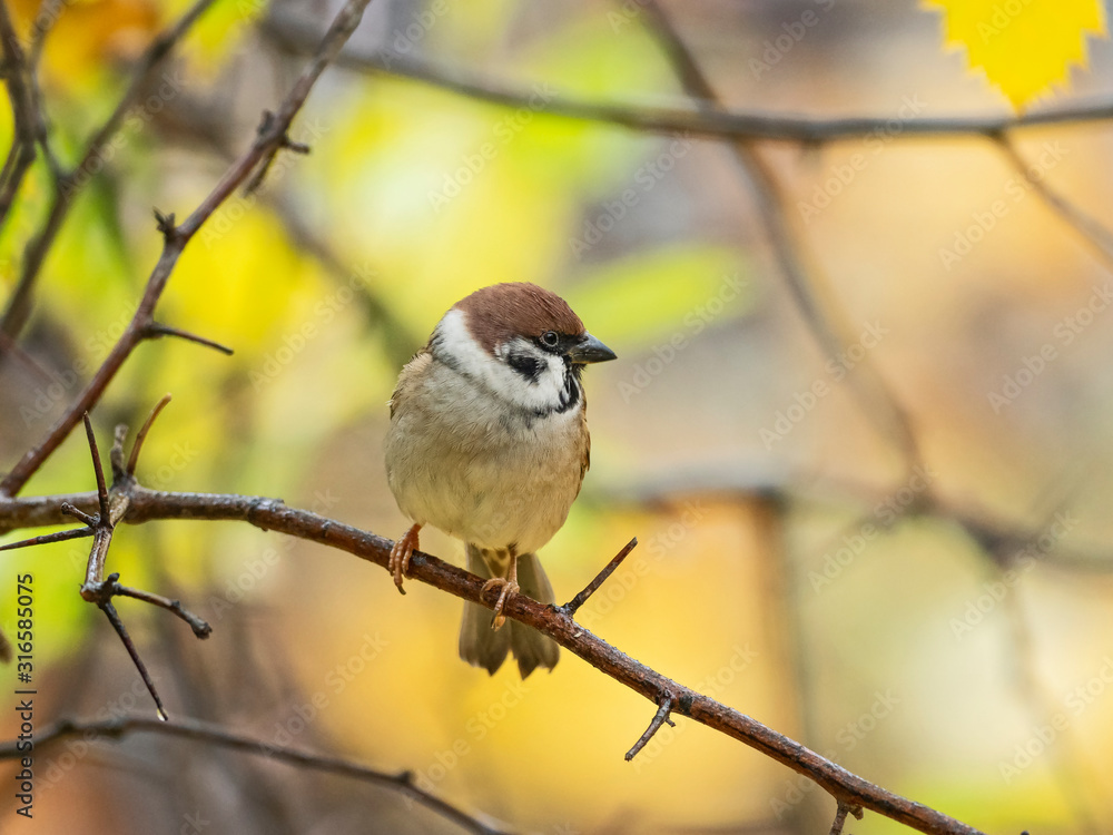 Portrait of Eurasian Tree Sparrow or Passer montanus. Eurasian Tree Sparrow(Passer montanus), colorful bird on branch with green background. Portrait of Eurasian Tree Sparrow or Passer montanus. Eurasian Tree Sparrow(Passer montanus), colorful bird on branch with green background.