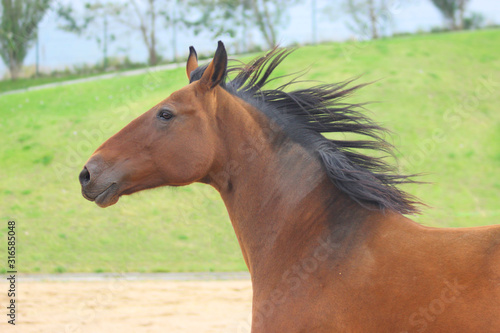 portrait of the bay Akhal-Teke horse