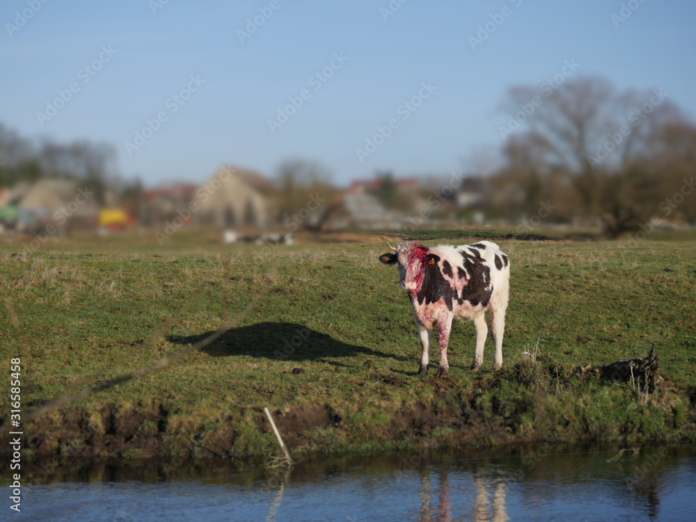 wounded bull on the river