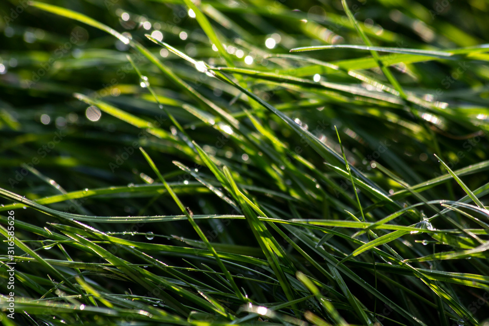 Background: Grass with water droplet as background patter Background: Grass with water droplet as background patter