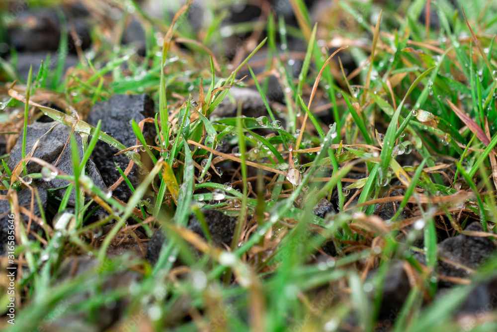 Melted snowflakes on the tip of the grass Melted snowflakes on the tip of the grass