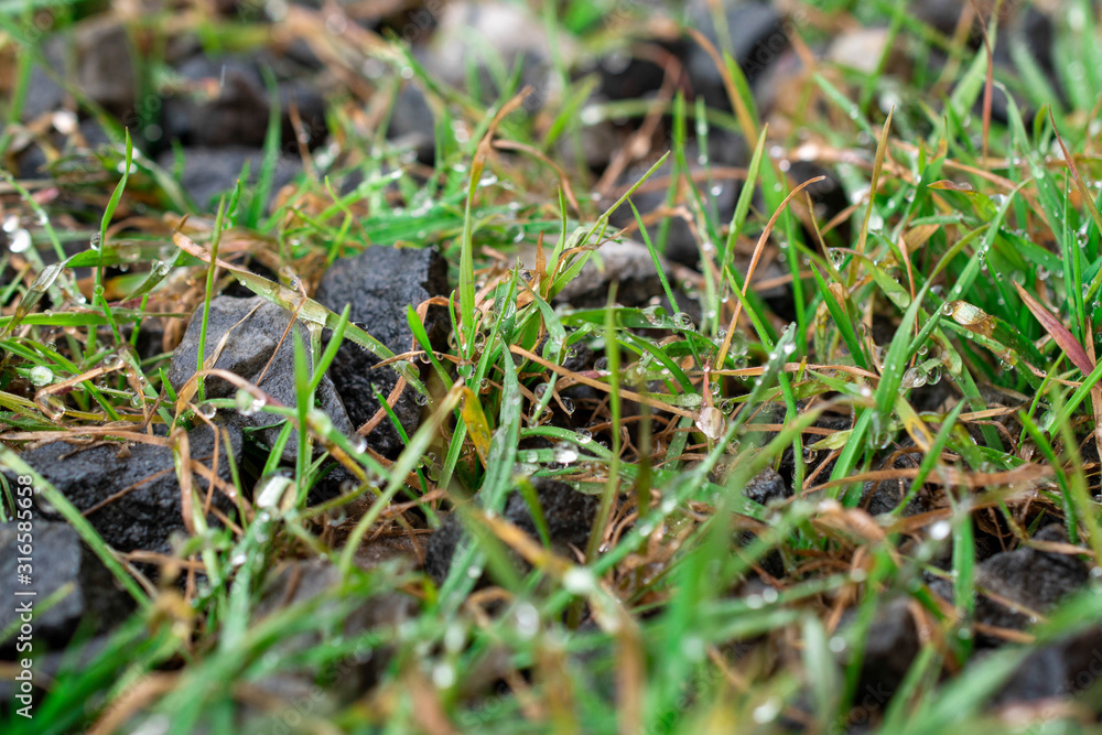  Melted snowflakes on the tip of the grass