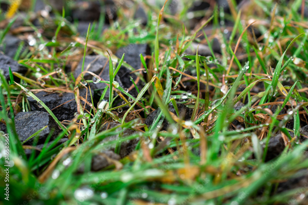 Melted snowflakes on the tip of the grass Melted snowflakes on the tip of the grass