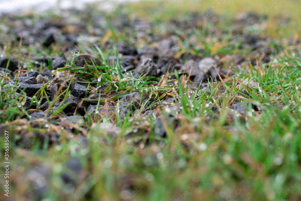 Grass and rocks togeder in a cold winter day Grass and rocks togeder in a cold winter day