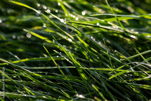 Background: Grass with water droplet as background patter