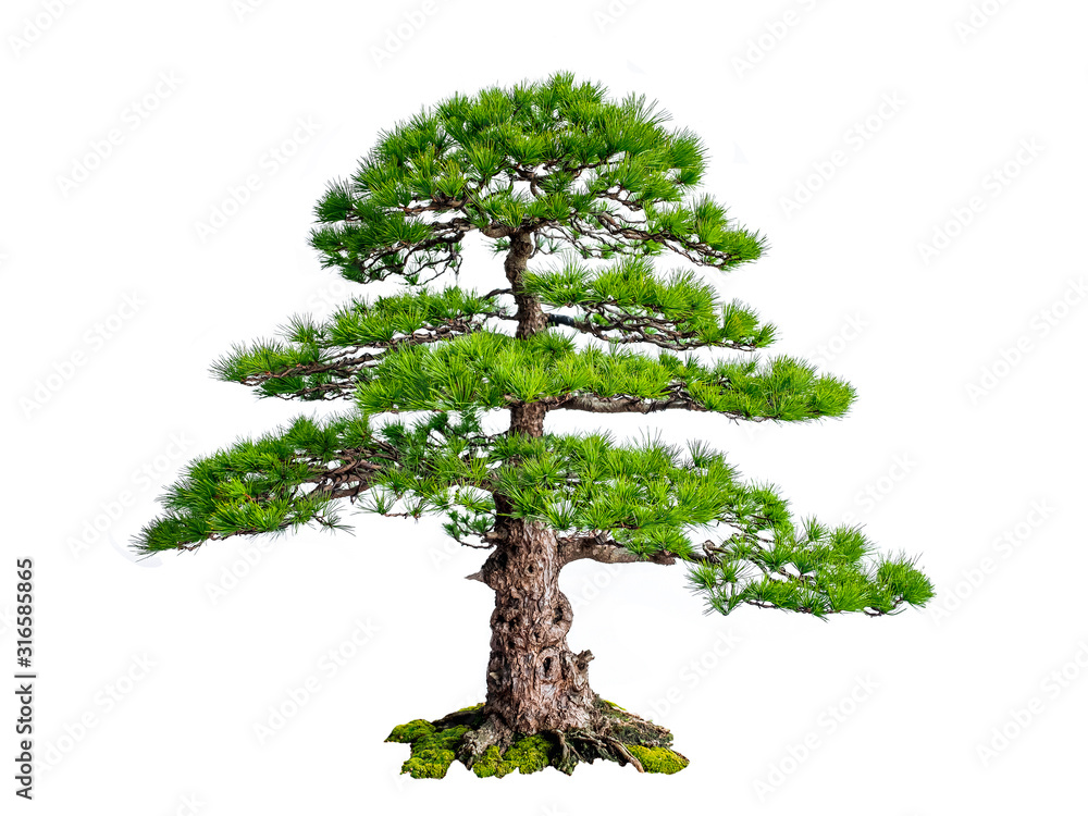 Fotografie Bonsai Tree Isolated on white background