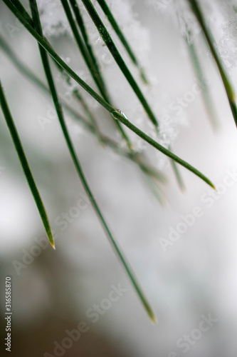 Snowflakes gathered on a tree branch melting slowly © Constantin