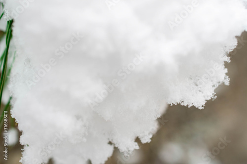 Snowflakes gathered togeder on a branch tree photographed  up close © Constantin