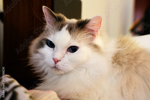 Portrait of Purebred Ragdoll cat.