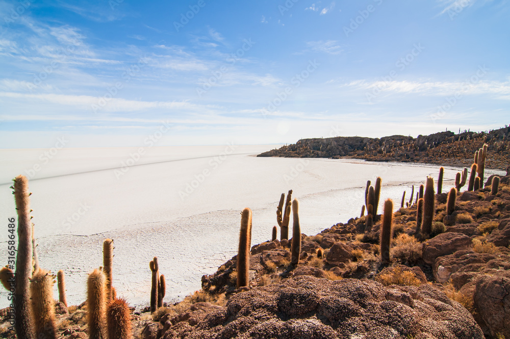 Desert landscape with salt lake and cactus in Bolivia Desert landscape with salt lake and cactus in Bolivia