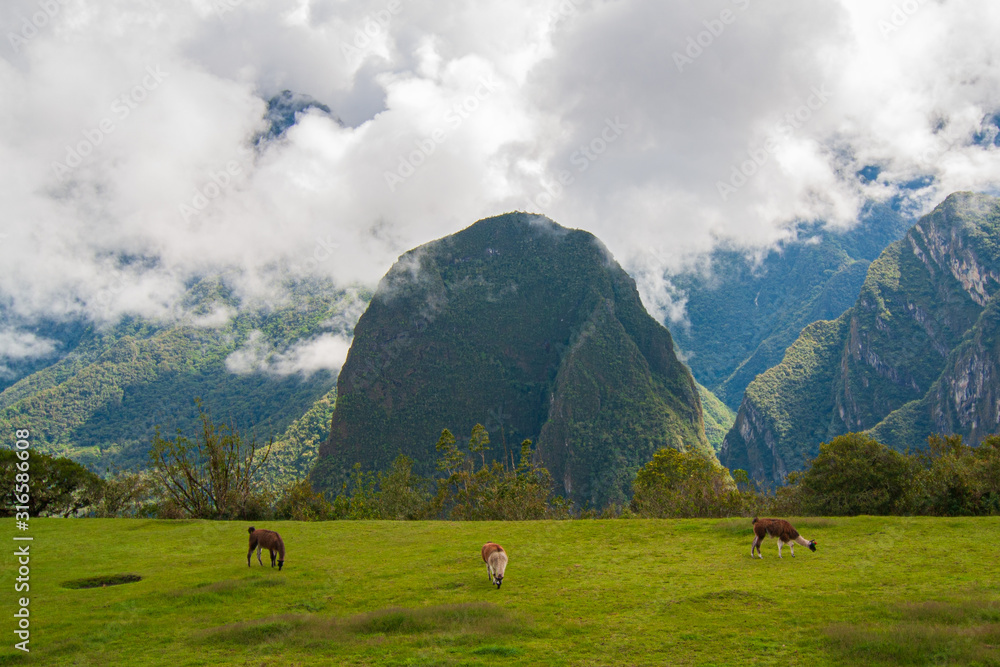 Misty landscape in lost city of Machu Picchu whit lama