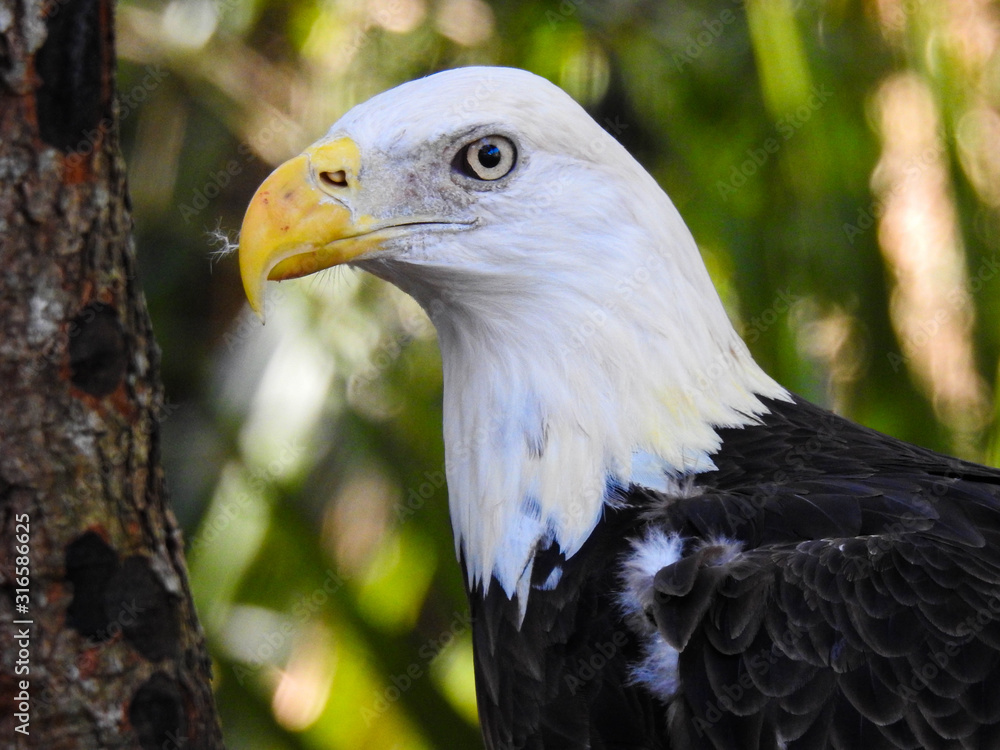 Obraz premium Bald Eagle in Profile