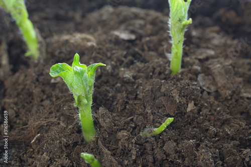 growing potato shoots photo