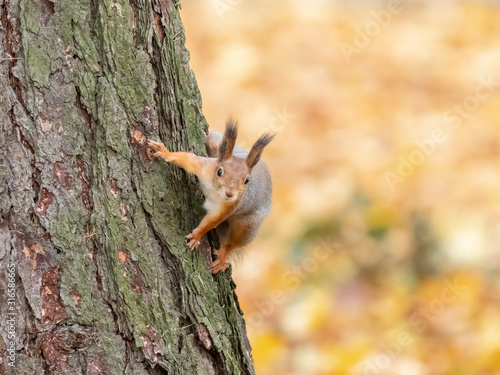 Euroasian red squirrel. Eurasian red squirrel (Sciurus vulgaris) is a species of tree squirrel in the genus Sciurus common throughout Eurasia. Red squirrel in autumn entourage © ihorhvozdetskiy