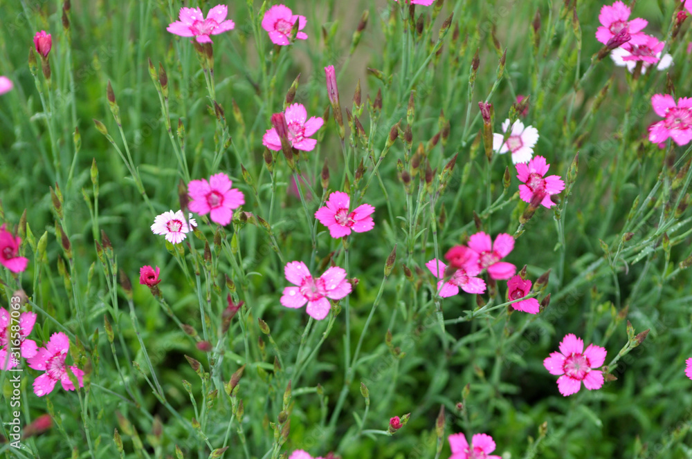 Carnation garden blooms in the open ground Carnation garden blooms in the open ground