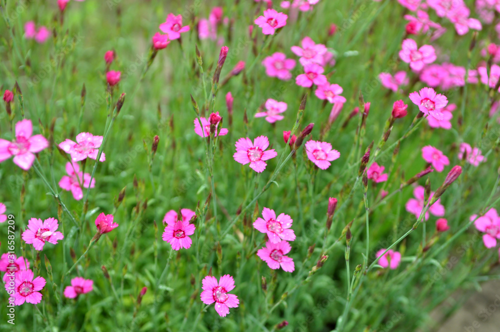 Carnation garden blooms in the open ground Carnation garden blooms in the open ground