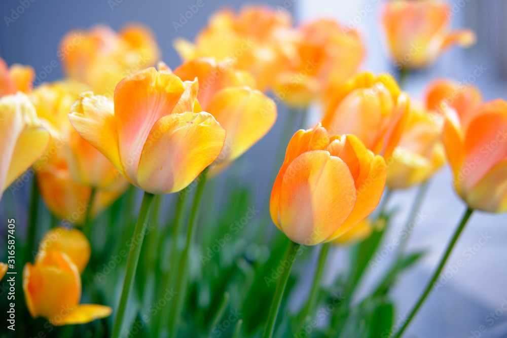 Obraz premium Northern Spring