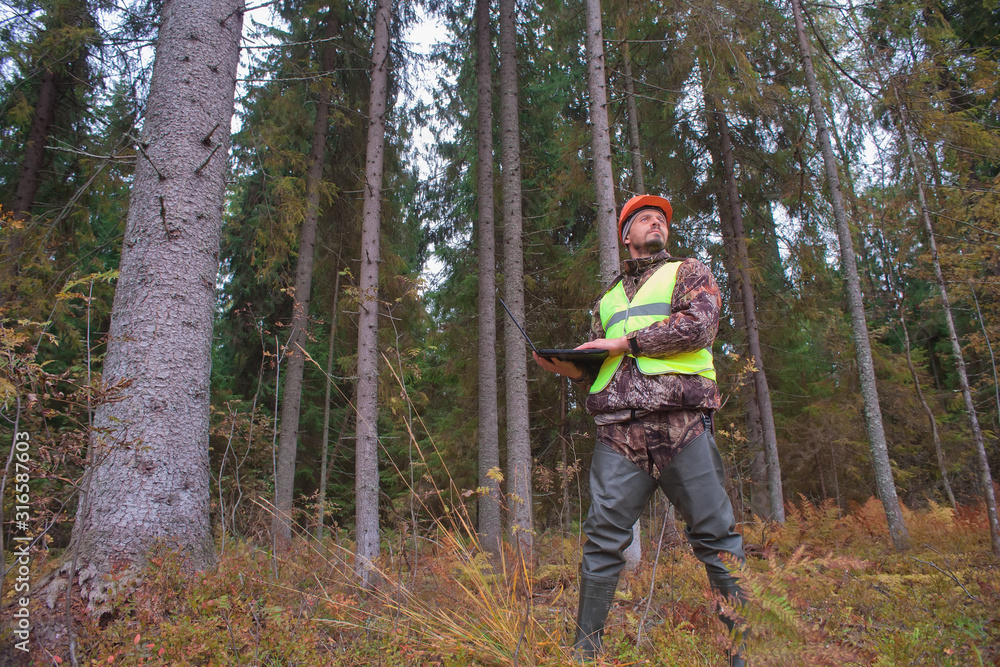 Forest engineer stands in the forest and holds a computer in his hands. Forestry and computer technology. Real people work. Ecologist oversees the development of the forest.