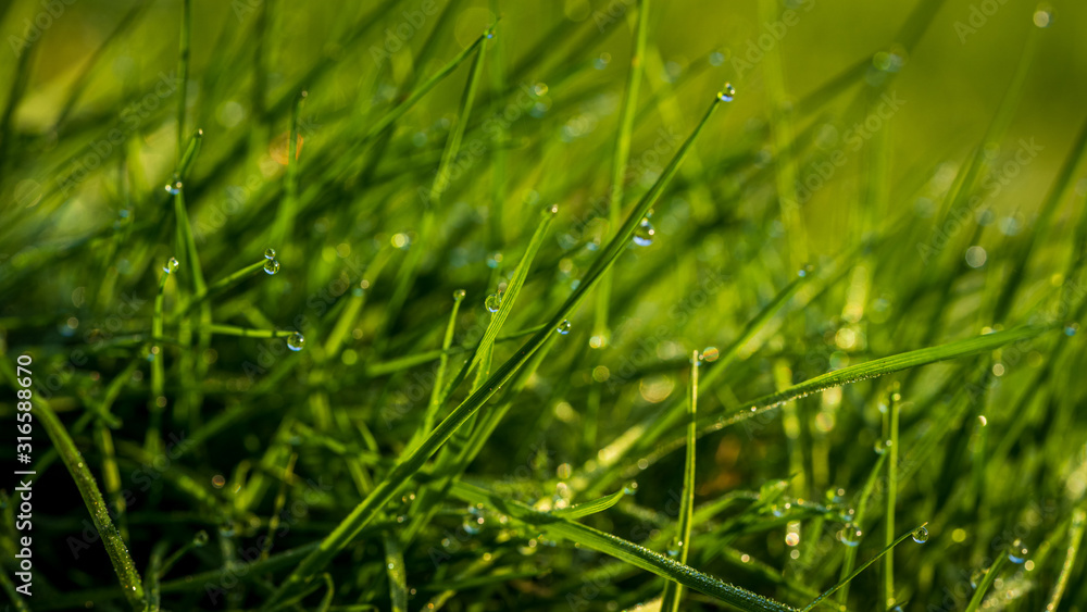Drops of morning dew in the grass