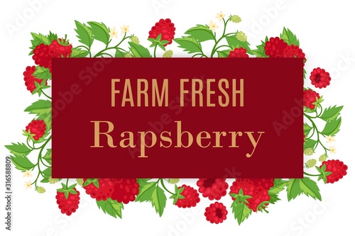 Fresh farm raspberry whole with leaves and flowers vector cartoon illustration summer frame poster. Summer berries healthy rapsberries food poster for vegeterian fruit shop. photo