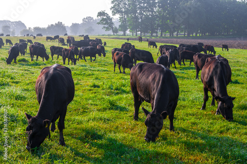 Vászonkép Summer morning in the pasture