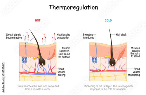 skin in thermoregulation. Body temperature regulation.