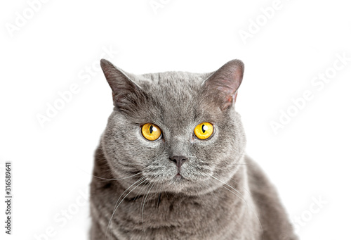 Gray british cat sits and looking at the camera on a white background.