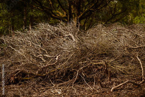 Tree branches of felled trees without leaves in a forest