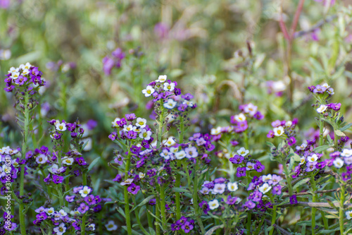 purple flowers in the garden © white85