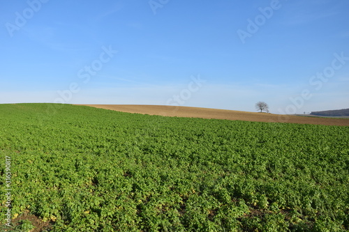 Weinviertel  Feld  Baum und Himmel  Acker