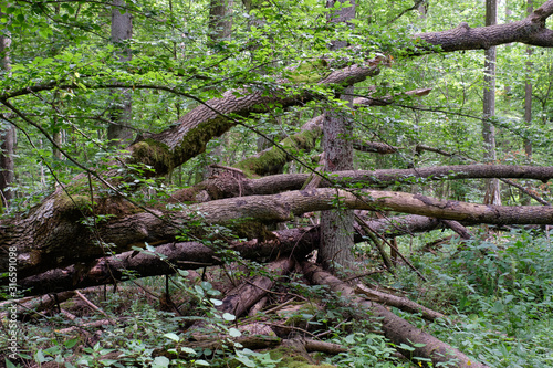 Alder tree deciduous stand