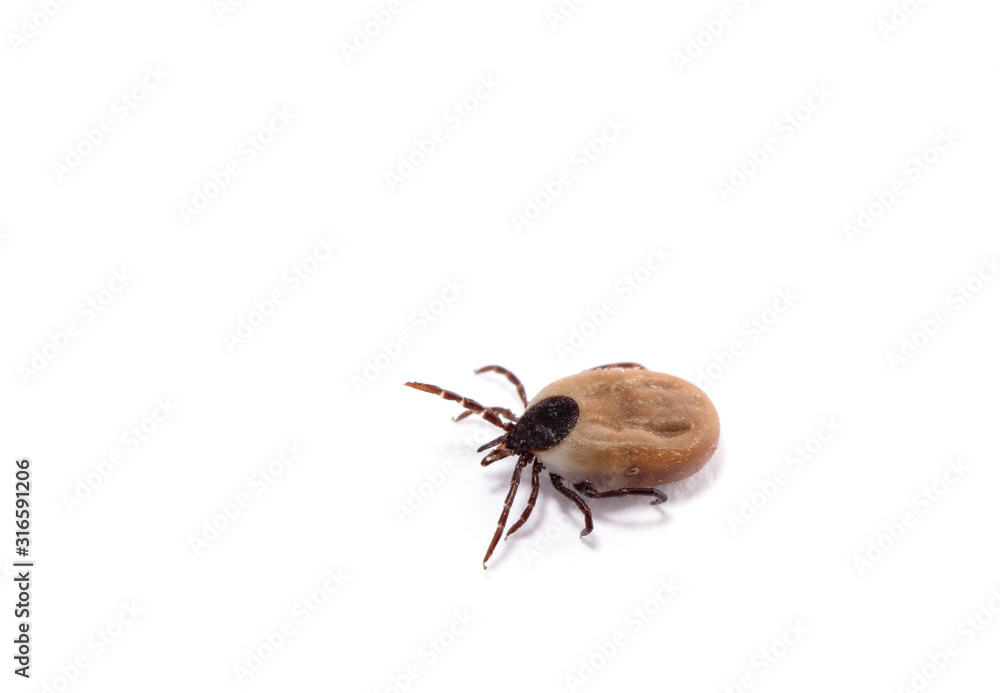 health danger - disease-carrier ticks health danger - disease-carrier ticks