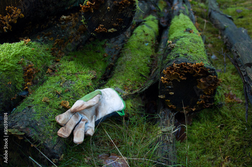 work glove lies on rotten logs at the edge of the forest